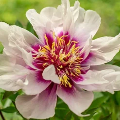 Menu Cora Louise Itoh Hybrid Peony 10 Menu Cora Louise Itoh Hybrid Peony -US Garden Plants Sales 2024 77570 cora louise peony 6