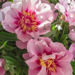Menu Cora Louise Itoh Hybrid Peony 11 Menu Cora Louise Itoh Hybrid Peony -US Garden Plants Sales 2024 77570 cora louise peony 7