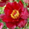 Menu Scarlet Heaven Itoh Hybrid Peony -US Garden Plants Sales 2024 77571 scarlet heaven peony