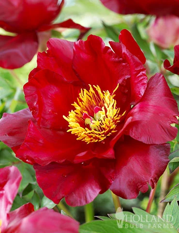 Menu Scarlet Heaven Itoh Hybrid Peony 3 Menu Scarlet Heaven Itoh Hybrid Peony