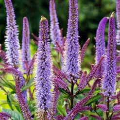 Menu Pollinator Pleaser Perennial Garden Collection -US Garden Plants Sales 2024 77574 veronicastrum virginicum cupid 1