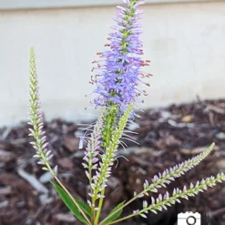 Menu Cupid Culver's Root -US Garden Plants Sales 2024 77574 veronicastrum virginicum cupid 2 2