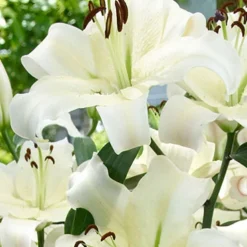 Menu Pretty Anastasia Lily Collection 16 Menu Pretty Anastasia Lily Collection -US Garden Plants Sales 2024 77575 pretty woman orienpet lily 2 3