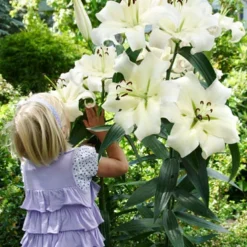 Menu Pretty Woman Orienpet Lily