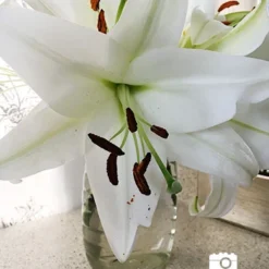 Menu Essential Perennial Garden Collection 16 Menu Essential Perennial Garden Collection -US Garden Plants Sales 2024 77575 pretty woman orienpet lily 3 2