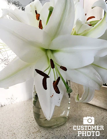 Menu Pretty Anastasia Lily Collection 10 Menu Pretty Anastasia Lily Collection - Image 8