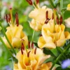 Menu Apricot Fudge Lily 1 Menu Apricot Fudge Lily -US Garden Plants Sales 2024 77576 lilium apricot fudge