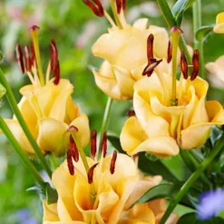 Menu Apricot Fudge Lily