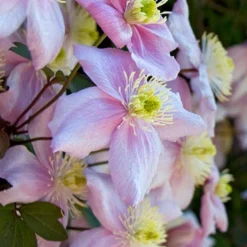 Menu Mayleen Clematis 5 Menu Mayleen Clematis -US Garden Plants Sales 2024 77577 mayleen clematis 2