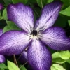 Menu Violet Stargazer Clematis