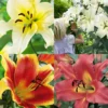 Menu Mixed High-Five Lilies 2 Menu Mixed High-Five Lilies -US Garden Plants Sales 2024 77592 mixed high five lilies