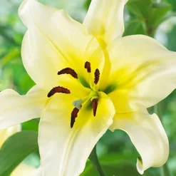 Menu Mixed High-Five Lilies -US Garden Plants Sales 2024 77592 mixed high five lilies 2