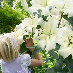 Menu Mixed High-Five Lilies -US Garden Plants Sales 2024 77592 mixed high five lilies 3