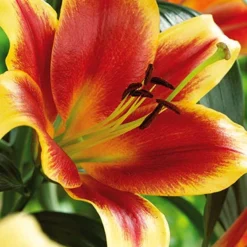 Menu Mixed High-Five Lilies -US Garden Plants Sales 2024 77592 mixed high five lilies 4