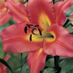 Menu Mixed High-Five Lilies -US Garden Plants Sales 2024 77592 mixed high five lilies 5