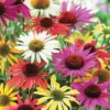 Menu Mixed Coneflower 1 Menu Mixed Coneflower -US Garden Plants Sales 2024 77593 mixed coneflower