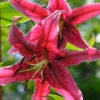 Menu Miss Feya Orienpet Lily -US Garden Plants Sales 2024 77594 miss feya orienpet lily 2
