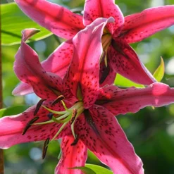 Menu Miss Feya Orienpet Lily