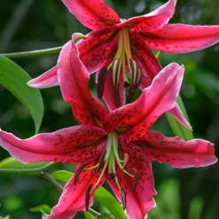 Menu Miss Feya Orienpet Lily -US Garden Plants Sales 2024 77594 miss feya orienpet lily 3