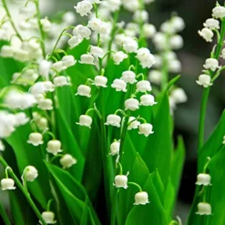 Menu Essential Perennial Garden Collection 19 Menu Essential Perennial Garden Collection -US Garden Plants Sales 2024 77595 lily of the valley 2