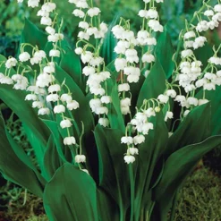 Menu Essential Perennial Garden Collection 18 Menu Essential Perennial Garden Collection -US Garden Plants Sales 2024 77595 lily of the valley