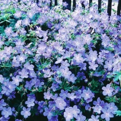 Menu Hardy Blue Geranium