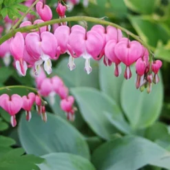 Menu Essential Perennial Garden Collection 22 Menu Essential Perennial Garden Collection -US Garden Plants Sales 2024 77597 bleeding hearts