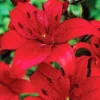 Menu Red Asiatic Lily -US Garden Plants Sales 2024 77598 red asiatic lily