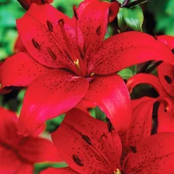 Menu Red Asiatic Lily