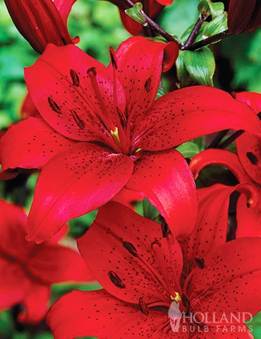 Menu Red Asiatic Lily 3 Menu Red Asiatic Lily