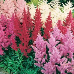 Menu Mixed Astilbe