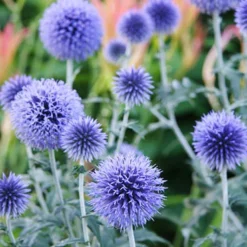 Menu Blue Globe Thistle