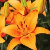 Menu Orange Asiatic Lily 1 Menu Orange Asiatic Lily -US Garden Plants Sales 2024 77602 orange asiatic lily