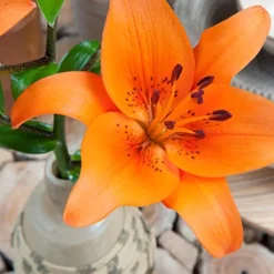 Menu Orange Asiatic Lily -US Garden Plants Sales 2024 77602 orange asiatic lily 2