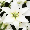 Menu White Asiatic Lily 2 Menu White Asiatic Lily -US Garden Plants Sales 2024 77603 white asiatic lily