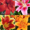 Menu Lily Sampler Collection 2 Menu Lily Sampler Collection -US Garden Plants Sales 2024 77605 lily sampler collection