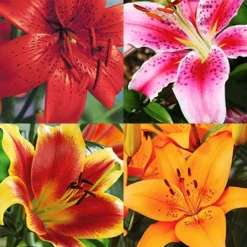 Menu Lily Sampler Collection