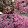 Menu Sizzling Sedum Sampler Collection -US Garden Plants Sales 2024 77606 sizzling sedum sampler collection