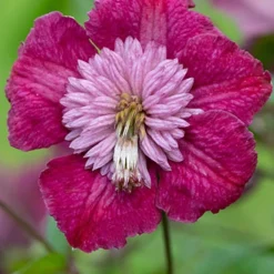 Menu Avant Garde Clematis