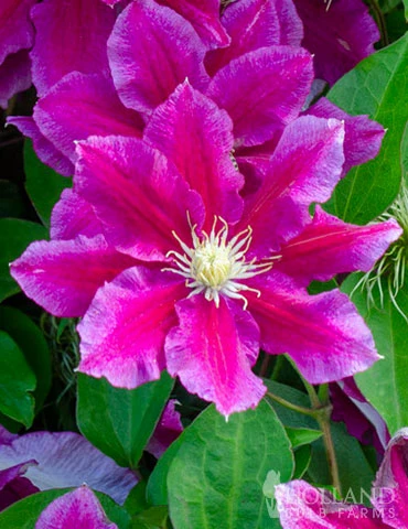 Menu Hania Clematis 3 Menu Hania Clematis