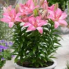 Menu Rozalynn Asiatic Lily -US Garden Plants Sales 2024 77610 rozalynn asiatic lily 2