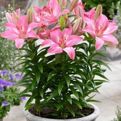 Menu Summer Lily Collection -US Garden Plants Sales 2024 77610 rozalynn asiatic lily 2 2