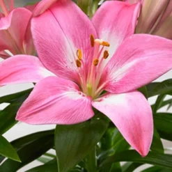 Menu Rozalynn Asiatic Lily -US Garden Plants Sales 2024 77610 rozalynn asiatic lily