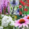 Menu Perennial Pollinator Blend -US Garden Plants Sales 2024 77612 perennial pollinator blend