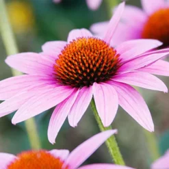 Menu Perennial Pollinator Blend -US Garden Plants Sales 2024 77612 perennial pollinator blend 2