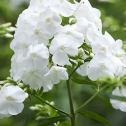 Menu Perennial Pollinator Blend -US Garden Plants Sales 2024 77612 perennial pollinator blend 3