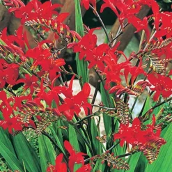 Menu Perennial Pollinator Blend -US Garden Plants Sales 2024 77612 perennial pollinator blend 4