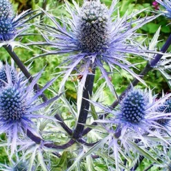 Menu Perennial Pollinator Blend -US Garden Plants Sales 2024 77612 perennial pollinator blend 5