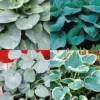 Menu Blue Hosta Collection -US Garden Plants Sales 2024 77613 blue hosta collection
