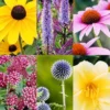 Menu Mid Summer Perennial Collection -US Garden Plants Sales 2024 77614 midsummer perennial collection